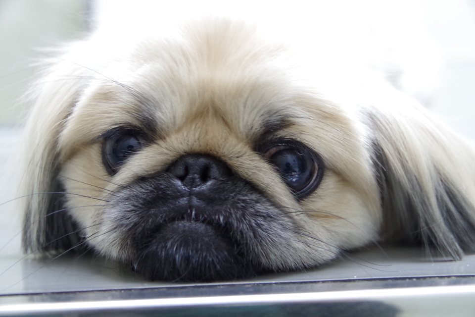 ペキニーズ ペキニーズ