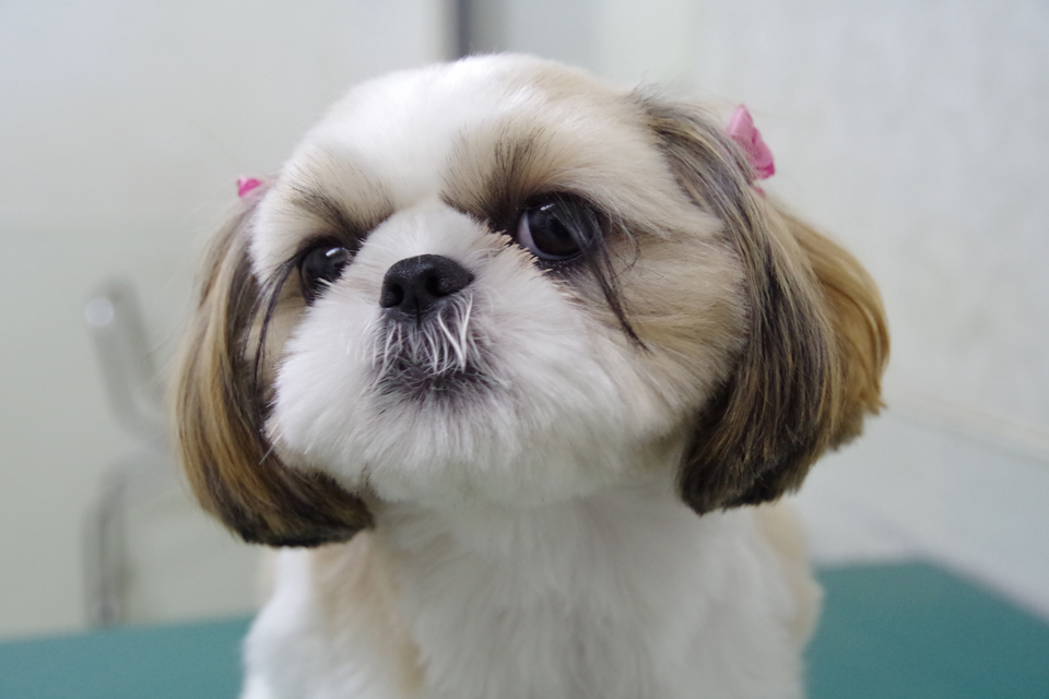 シーズー シーズー