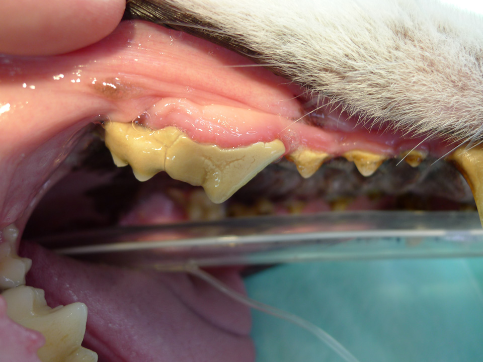 歯のケア(処置前)